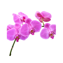 Phalaenopsis Orchid