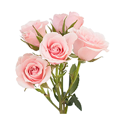 Spray Rose Pink