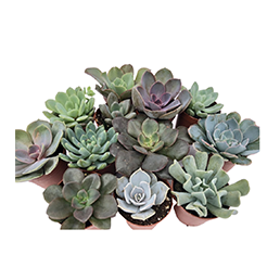 Decoration Plant